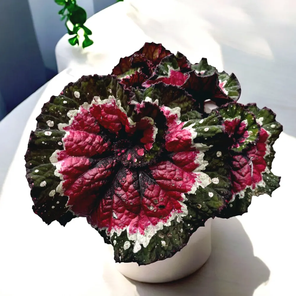 Begonia blad Magic Colours 'Macarena'
