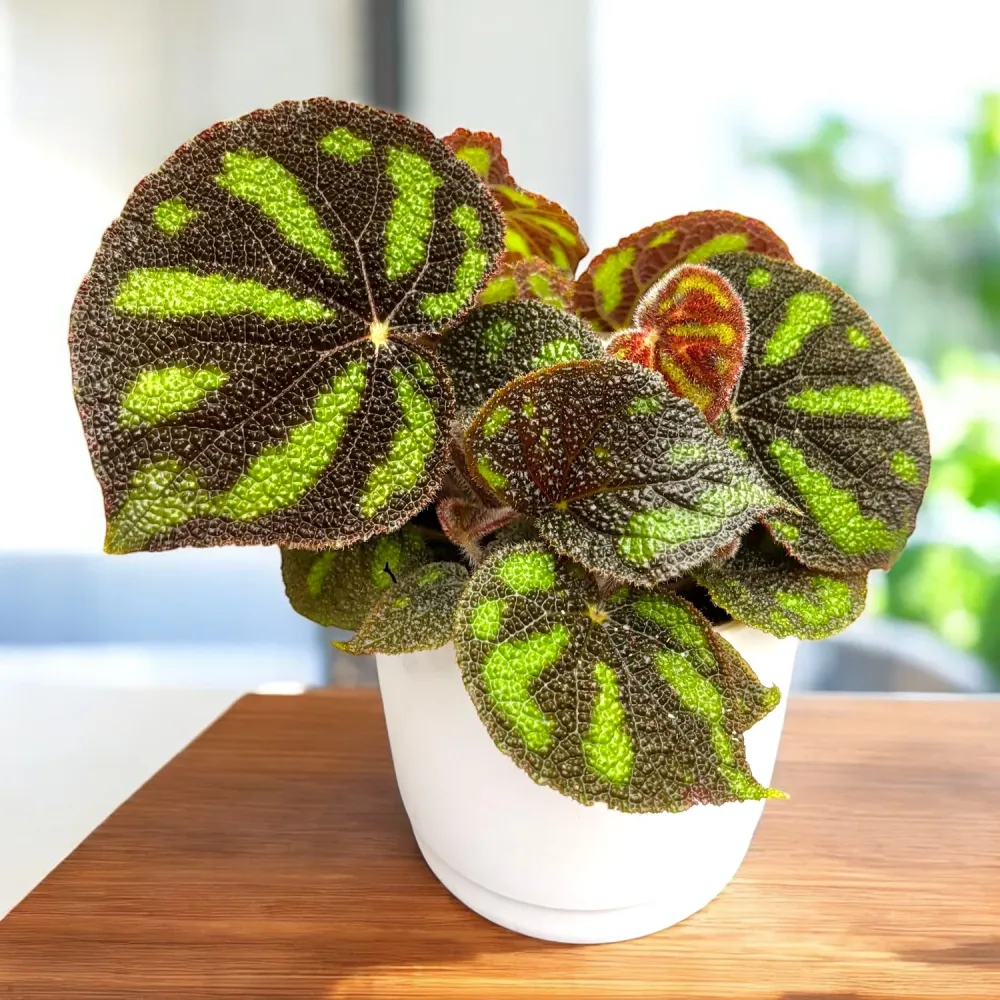 Begonia ‘Boulder’ - varietate rara, iubita de colectionari