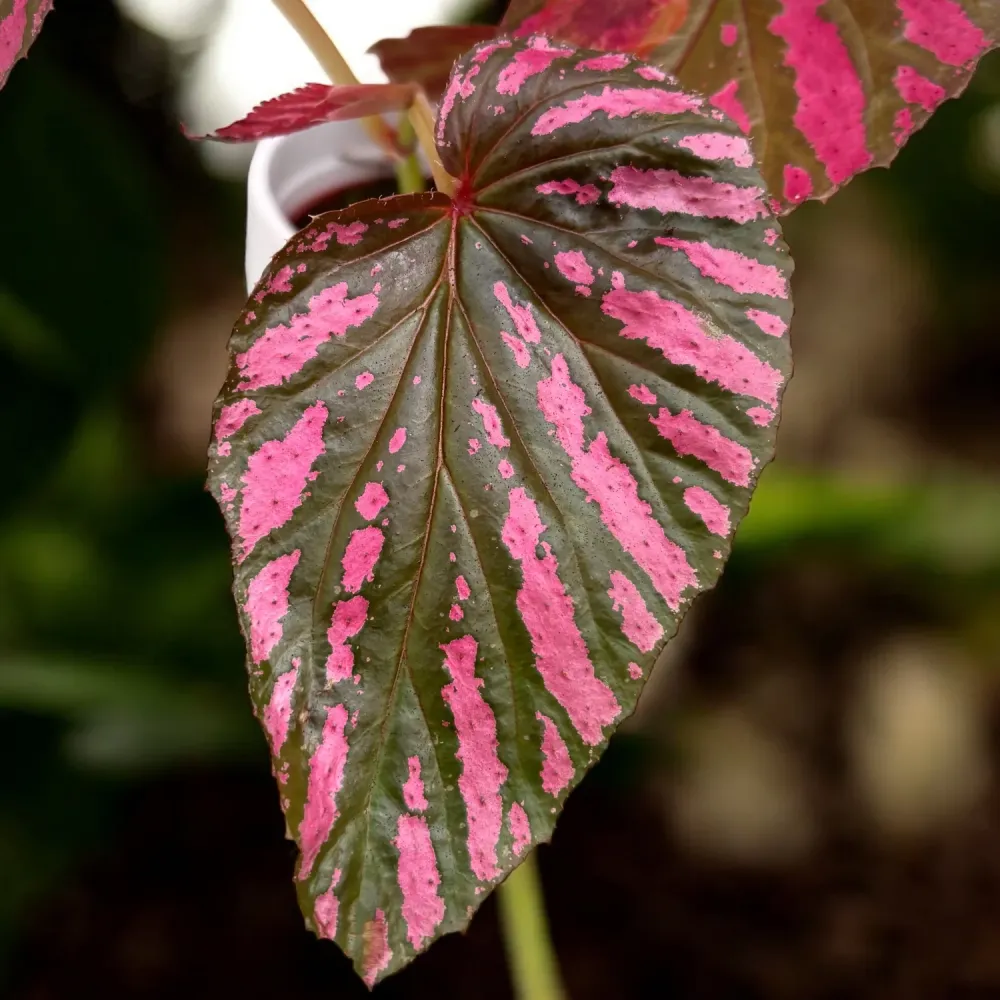 Begonia Brevirimosa - frunzis metalic, planta de colectie