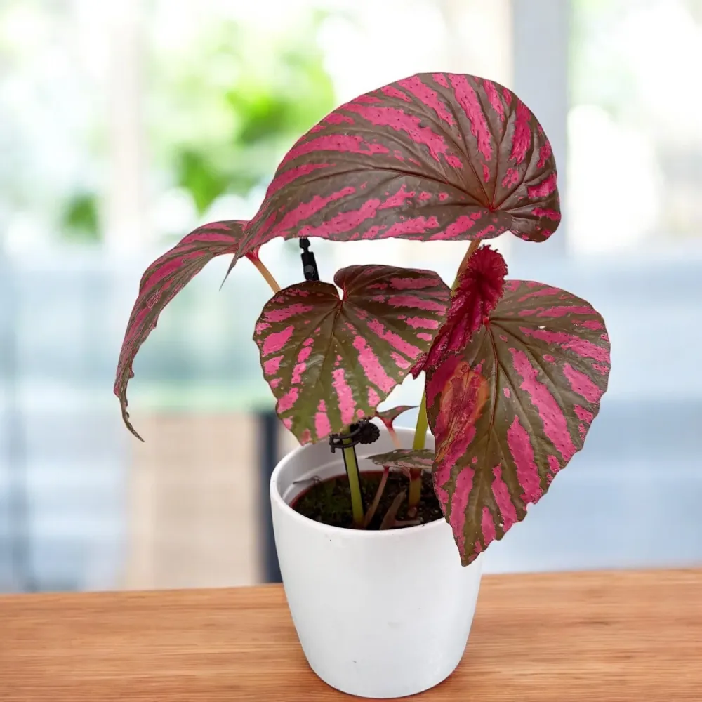 Begonia Brevirimosa - frunzis metalic, planta de colectie