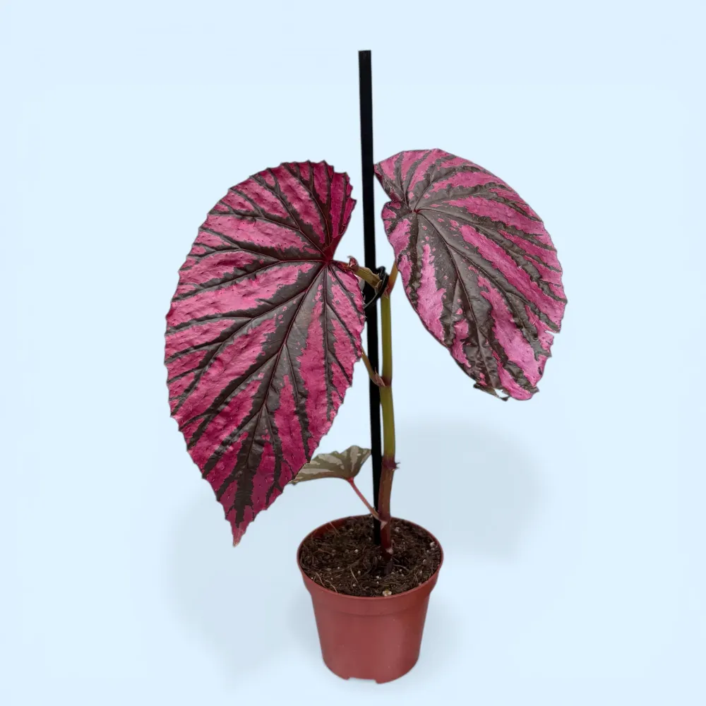 Begonia Brevirimosa - frunzis metalic, planta de colectie