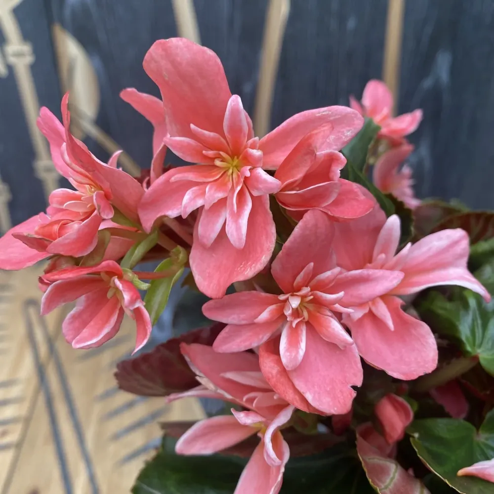 Begonia Ceveca - flori duble