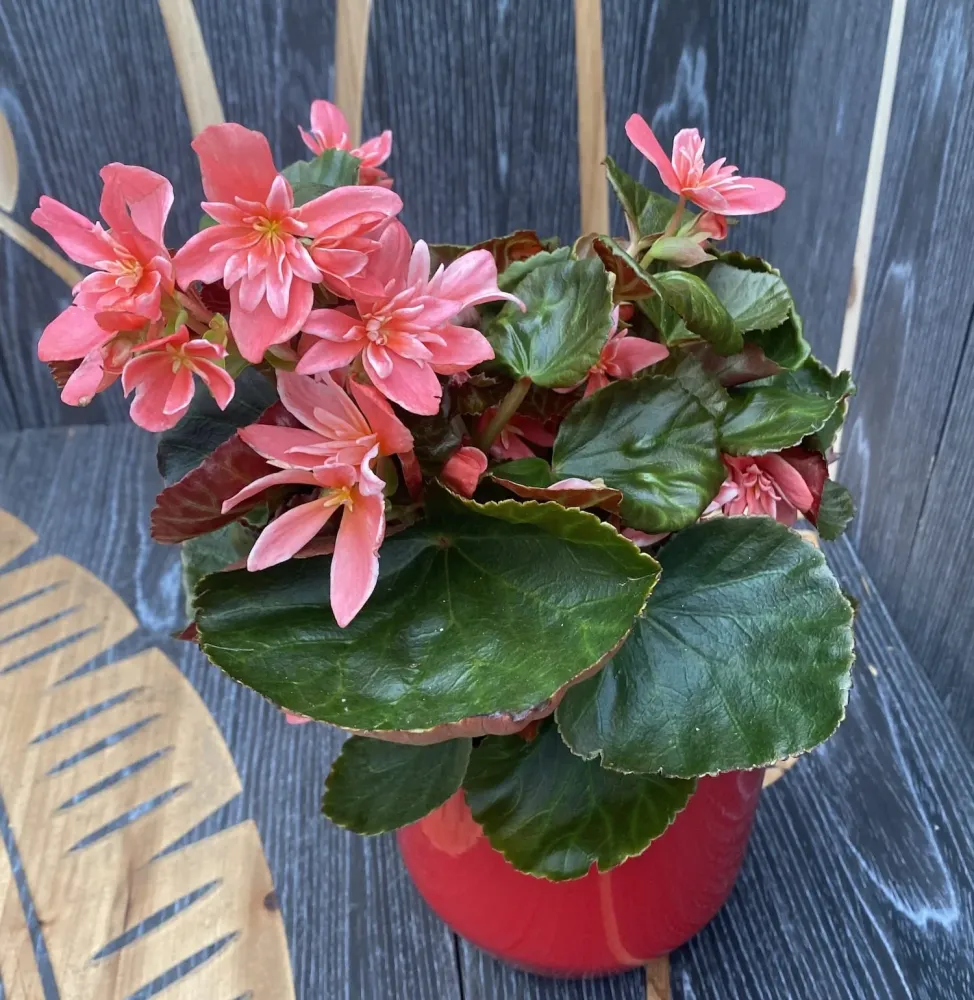 Begonia Ceveca - flori duble