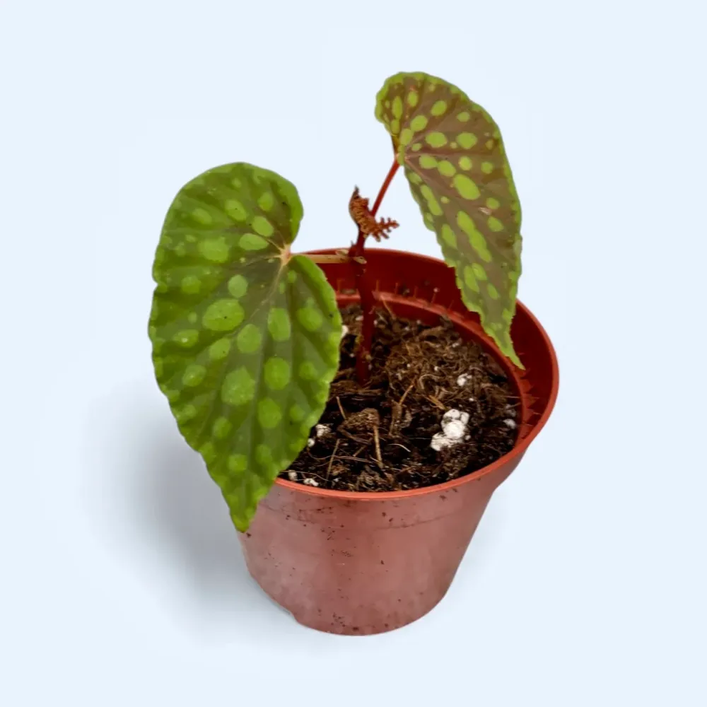 Begonia Chlorosticta – piesa de colectie cu frunze spectaculoase