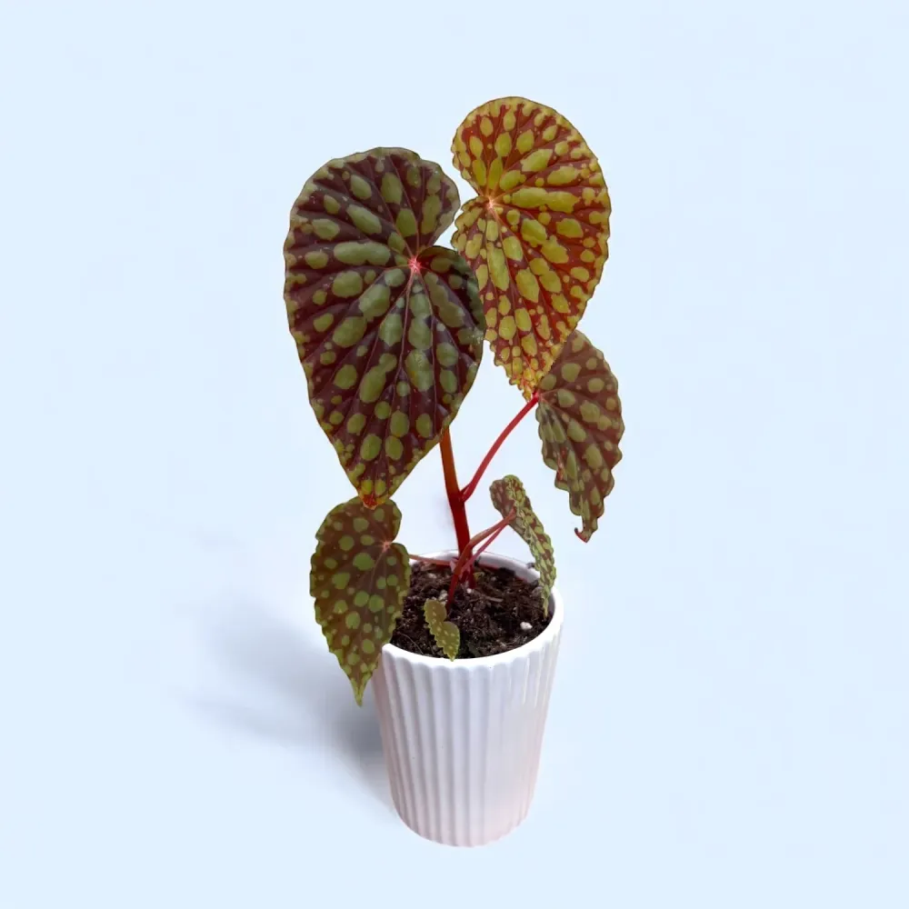 Begonia Chlorosticta – piesa de colectie cu frunze spectaculoase