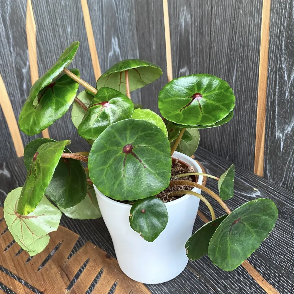 Begonia conchifolia var. rubrimacula