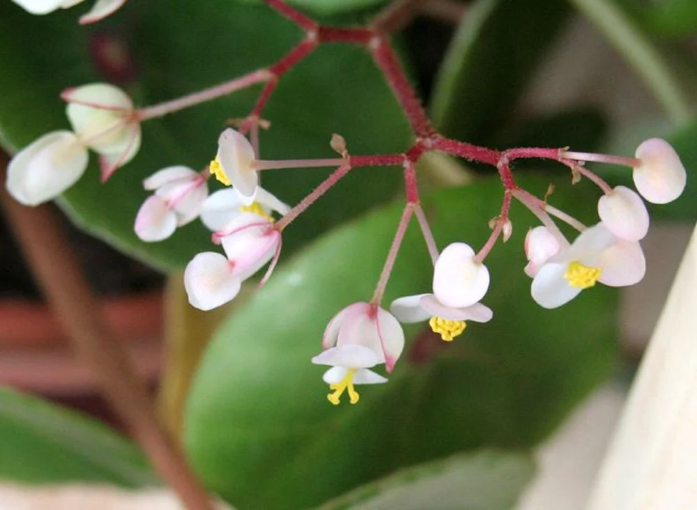 Begonia conchifolia var. rubrimacula