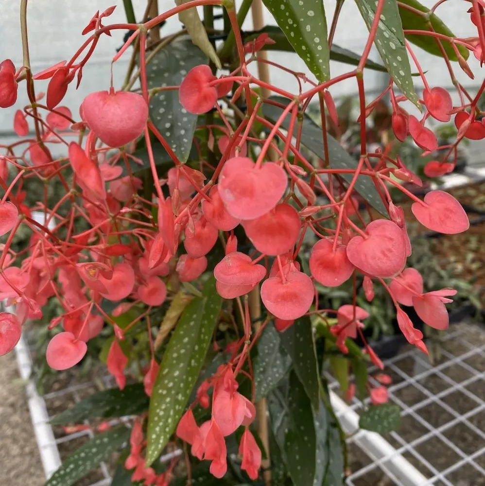 Begonia Corallina XL (Angel Wing Begonia)