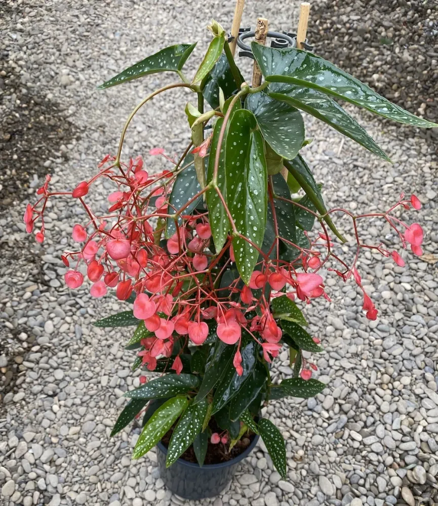 Begonia Corallina XL (Angel Wing Begonia)