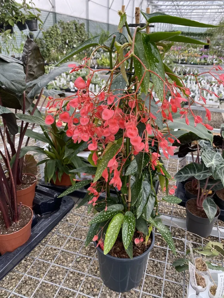 Begonia Corallina XL (Angel Wing Begonia)