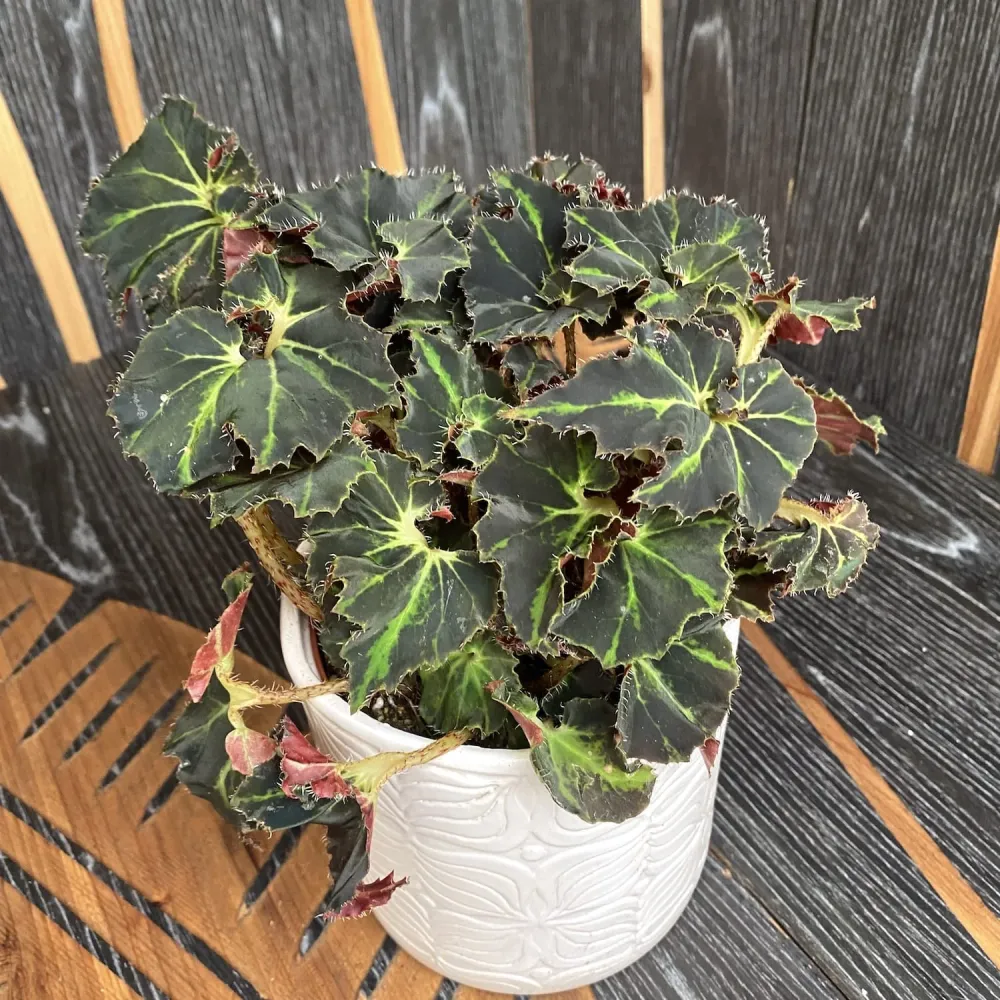 Begonia Envy