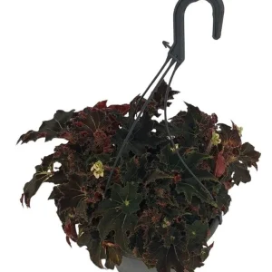 Begonia 'Evy' D19
