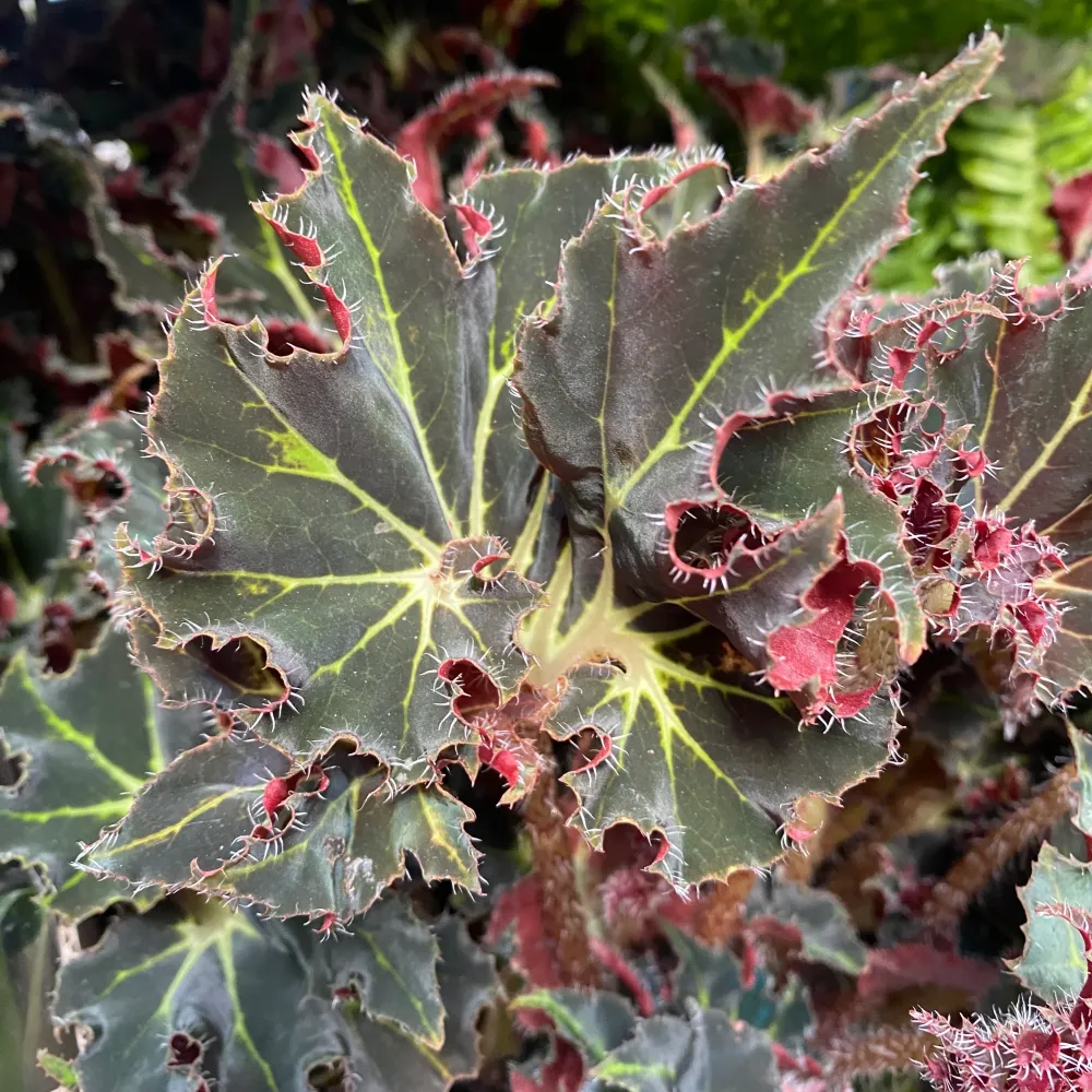 Begonia 'Evy' D19