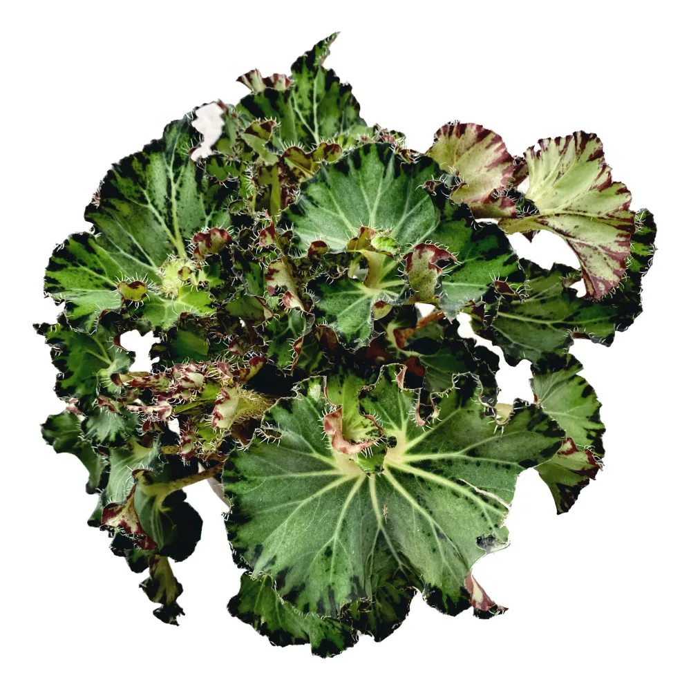Begonia Fem