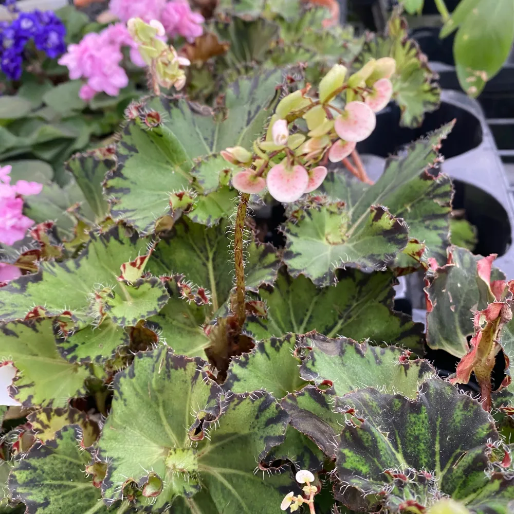 Begonia Fem