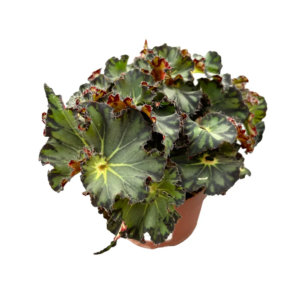 Begonia Fem
