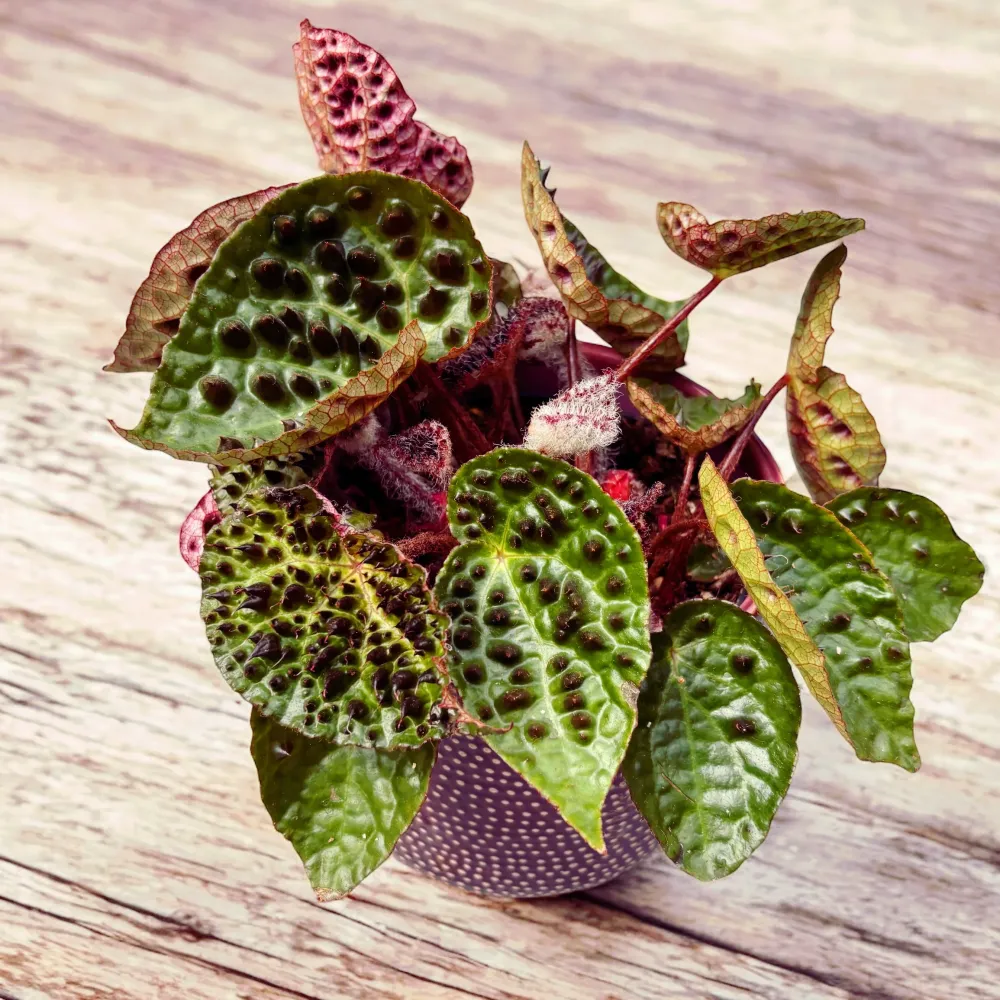 Begonia Ferox