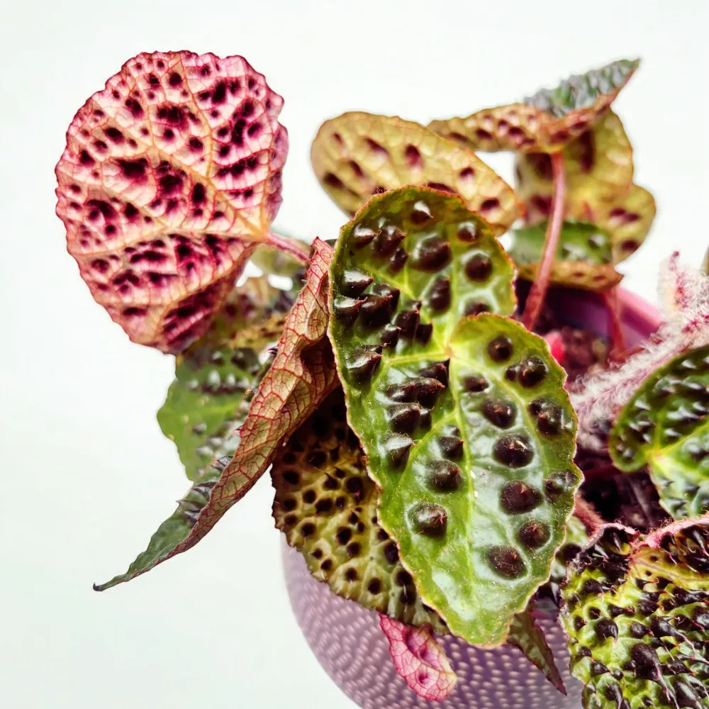 Begonia Ferox