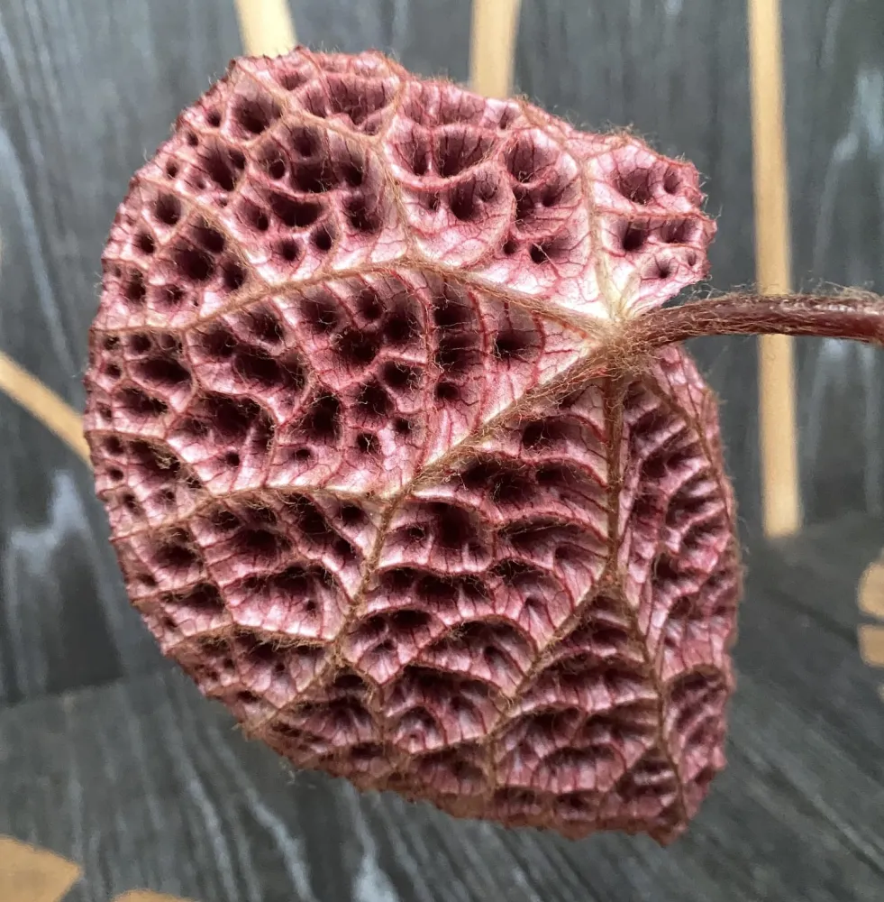Begonia Ferox