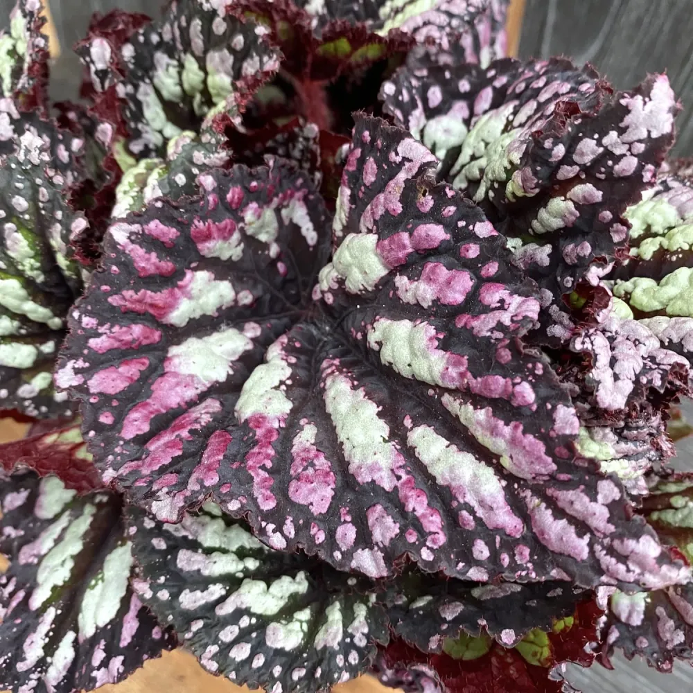 Begonia Fireworks