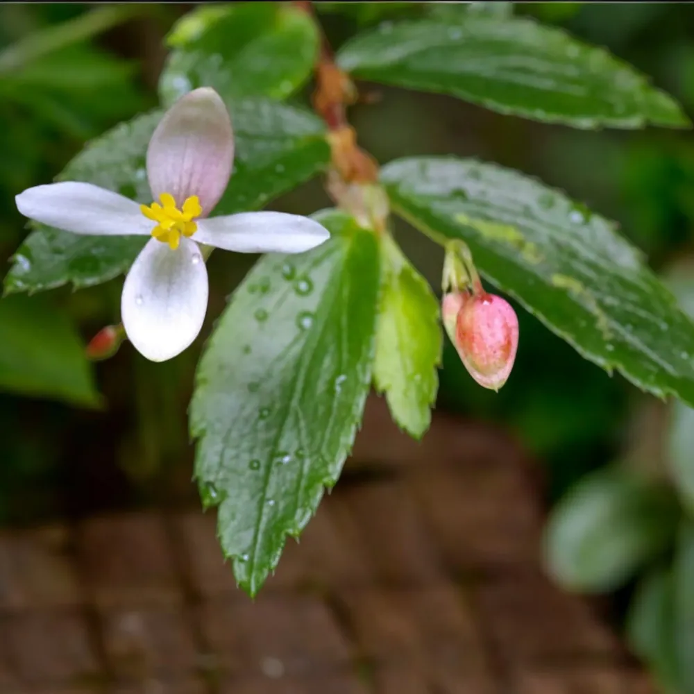 Begonia foliosa var. miniata (Fuchsia Begonia) D9