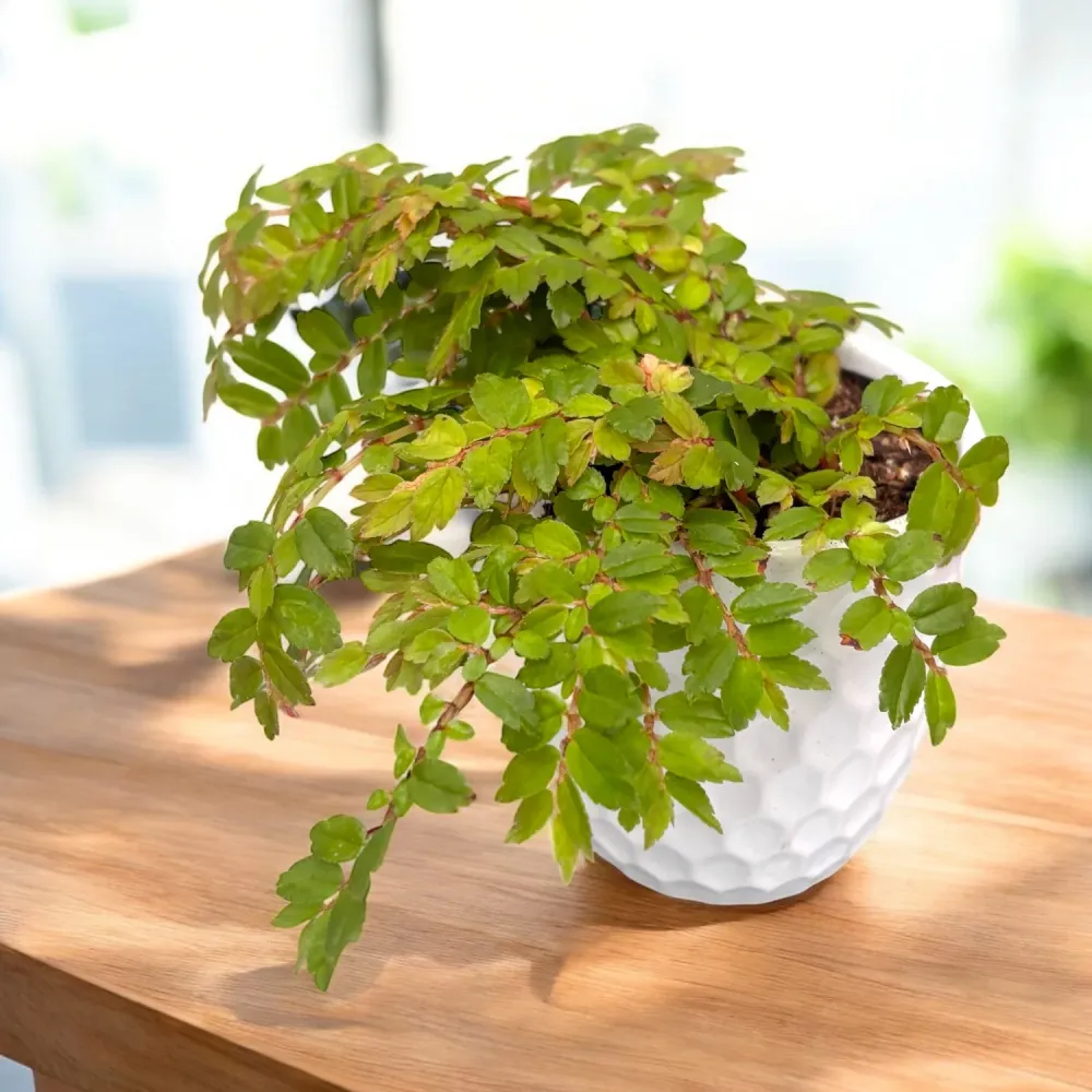 Begonia foliosa var. miniata (Fuchsia Begonia) D9
