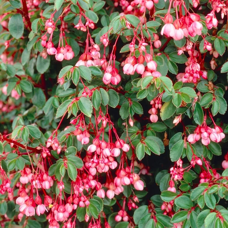 Begonia foliosa var. miniata (Fuchsia Begonia) D9