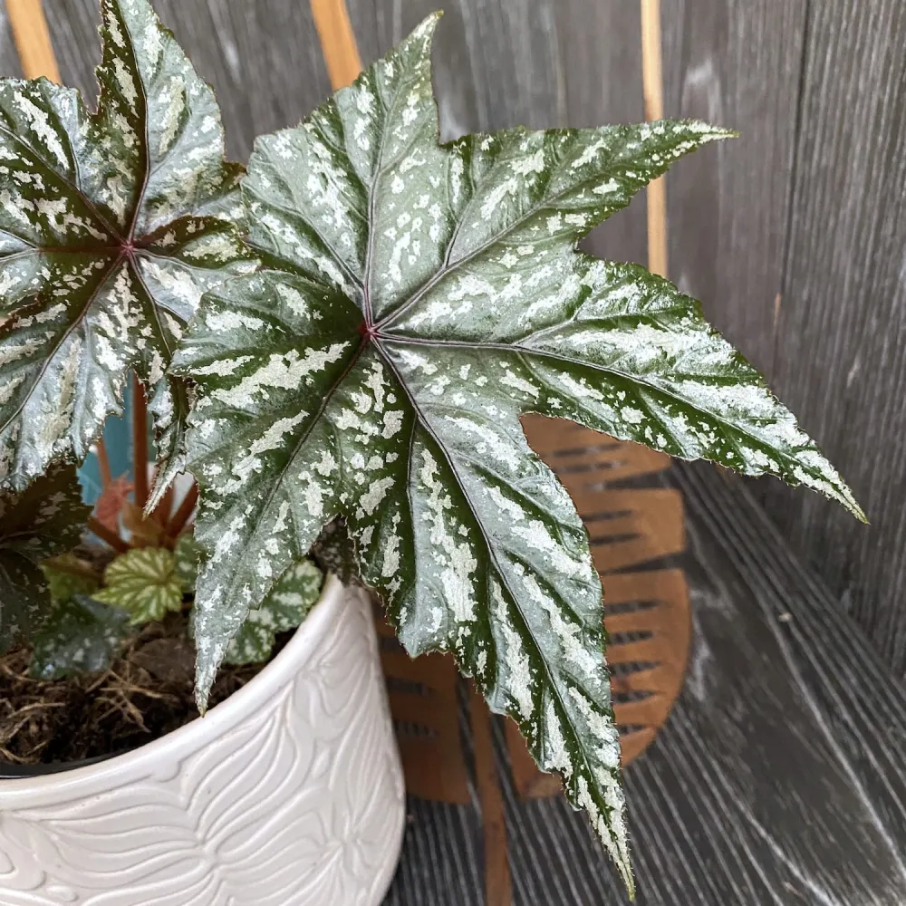 Begonia Gryphon
