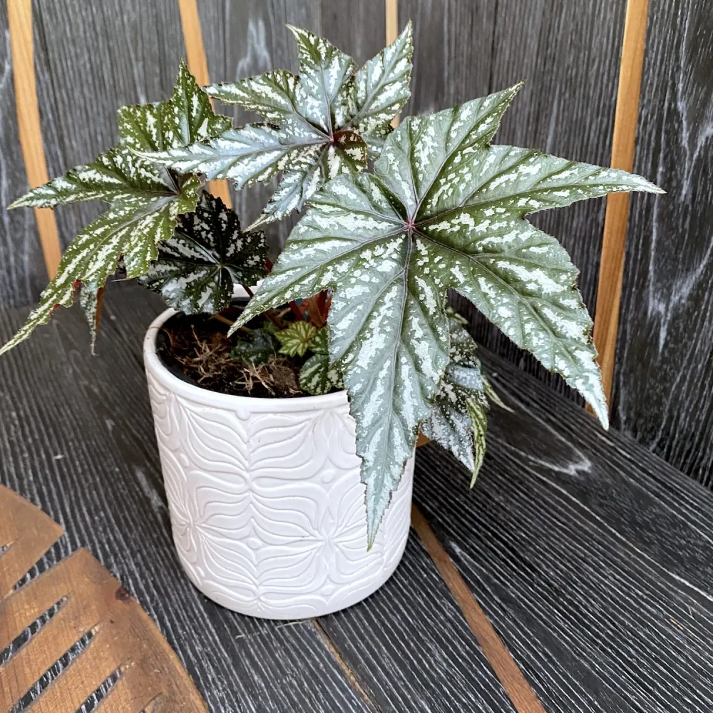 Begonia Gryphon