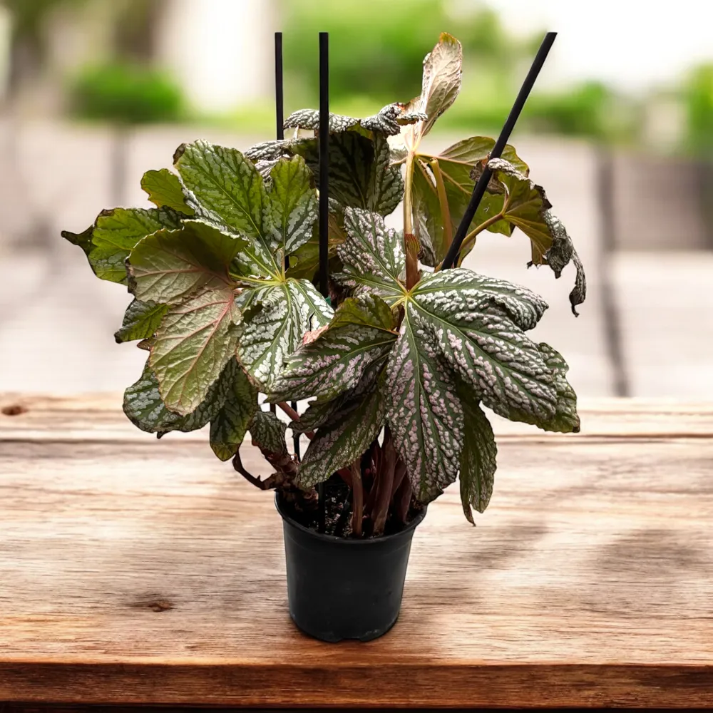 Begonia Hovaria ‘Silver Maples’