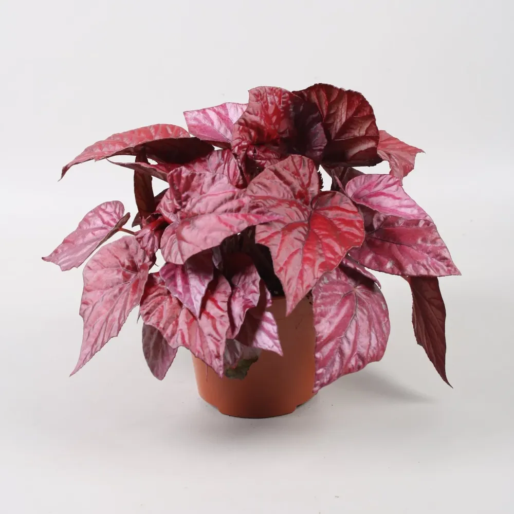 Begonia Inca Flame