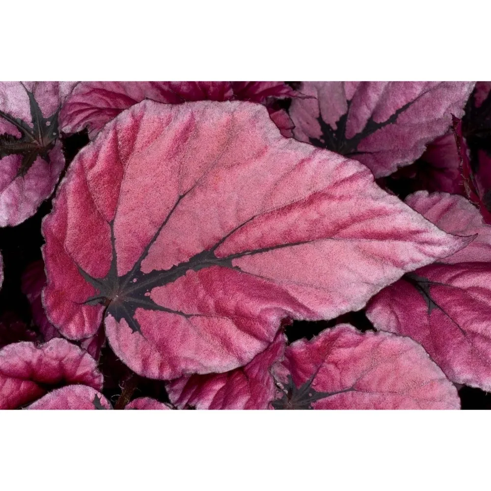 Begonia 'Indian Summer'