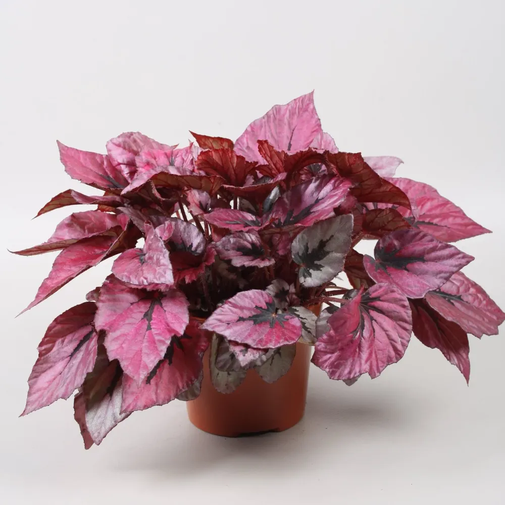 Begonia 'Indian Summer'