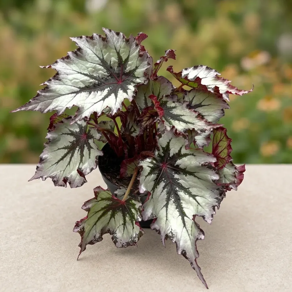Begonia 'Jungle Wonders Nordic Glacier'