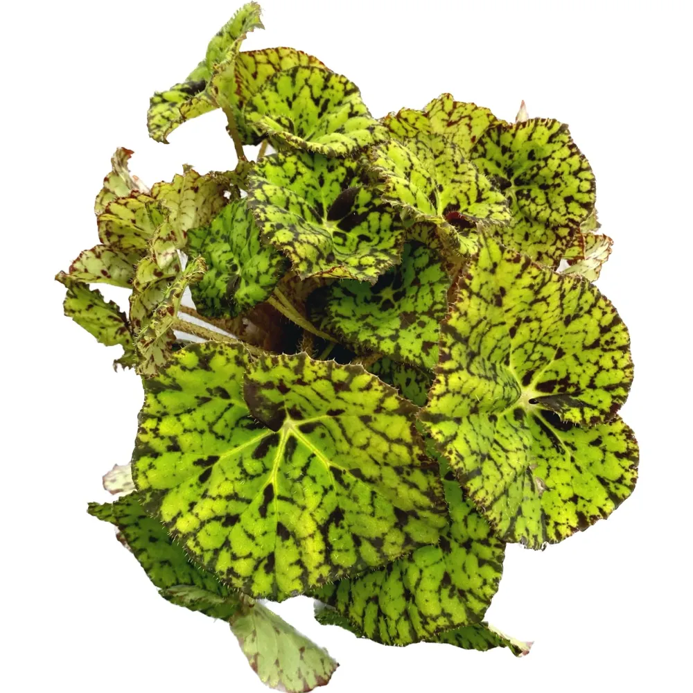 Begonia 'Lime Fever'