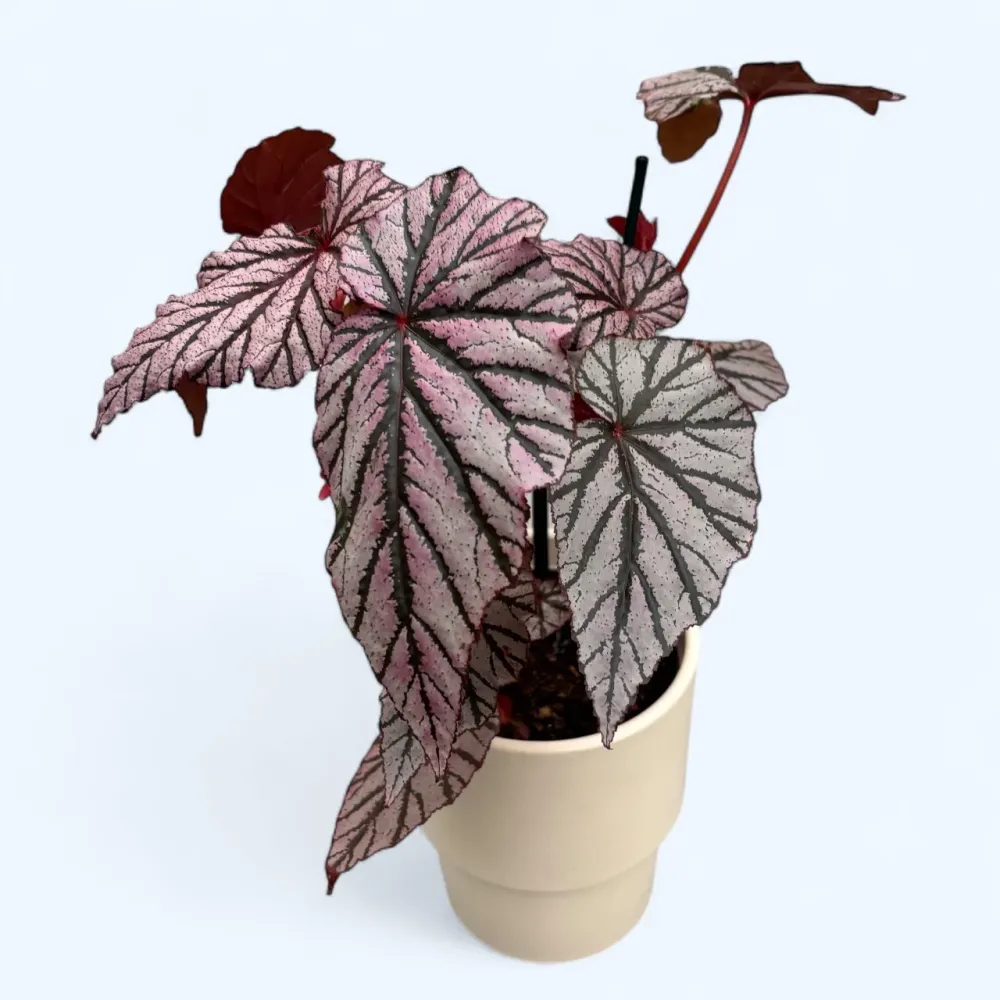 Begonia maculata 'Ashura'
