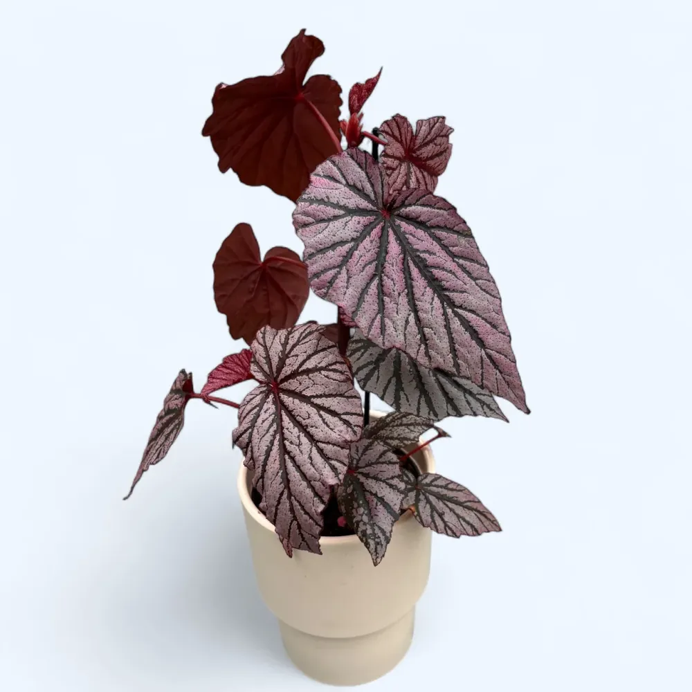 Begonia maculata 'Ashura'