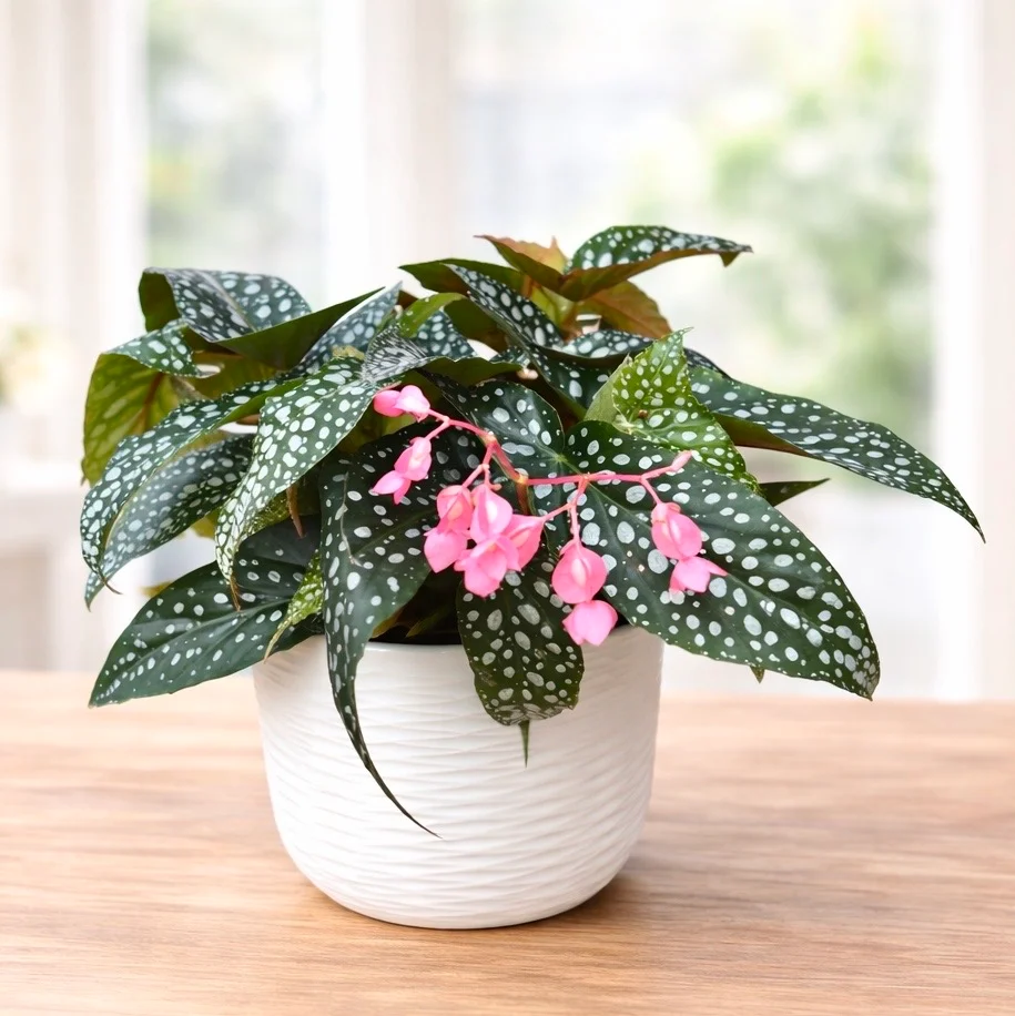 Begonia maculata ‘Double Dot’ (Polka Dot Begonia)