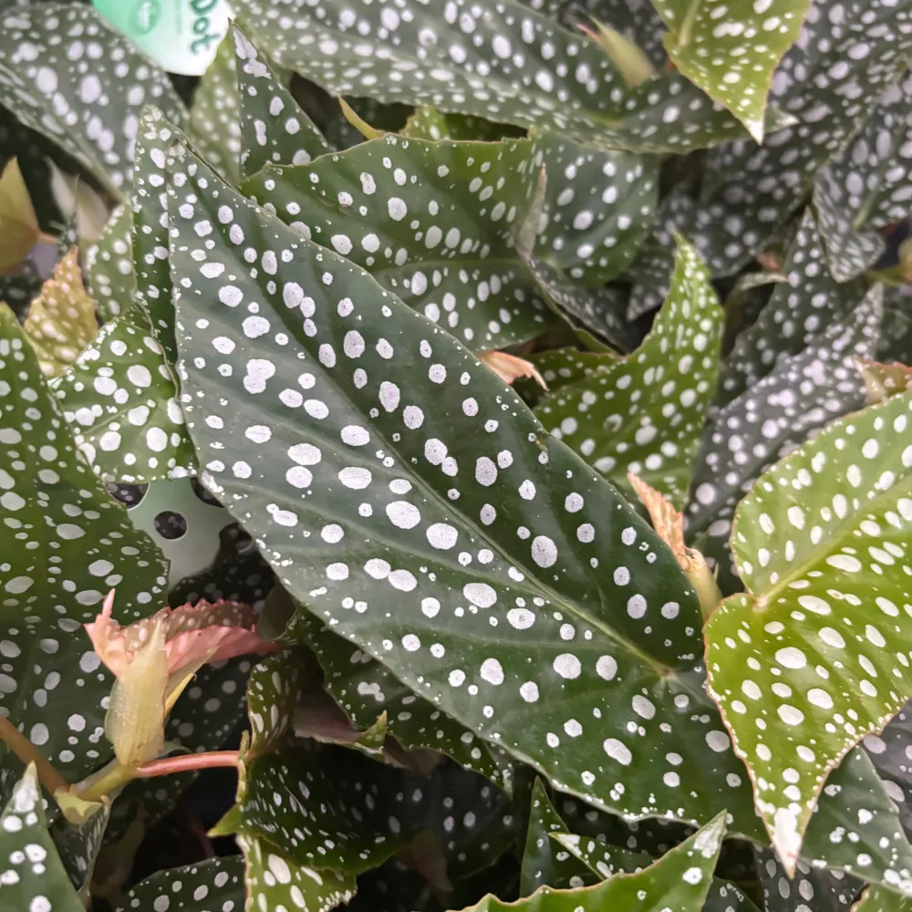 Begonia maculata ‘Double Dot’ (Polka Dot Begonia)