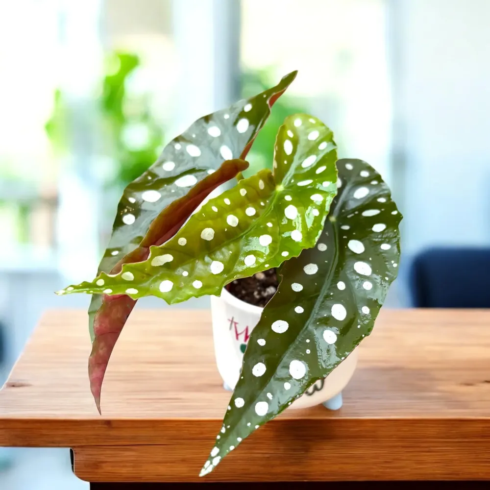 Begonia Maculata (Polka Dot Begonia) - babyplant