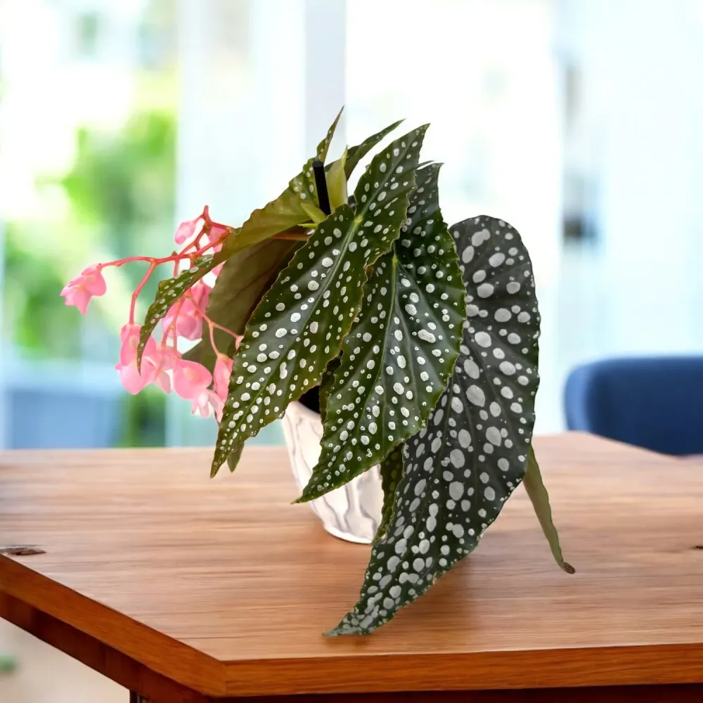 Begonia maculata 'Silver Spot' (babyplant)