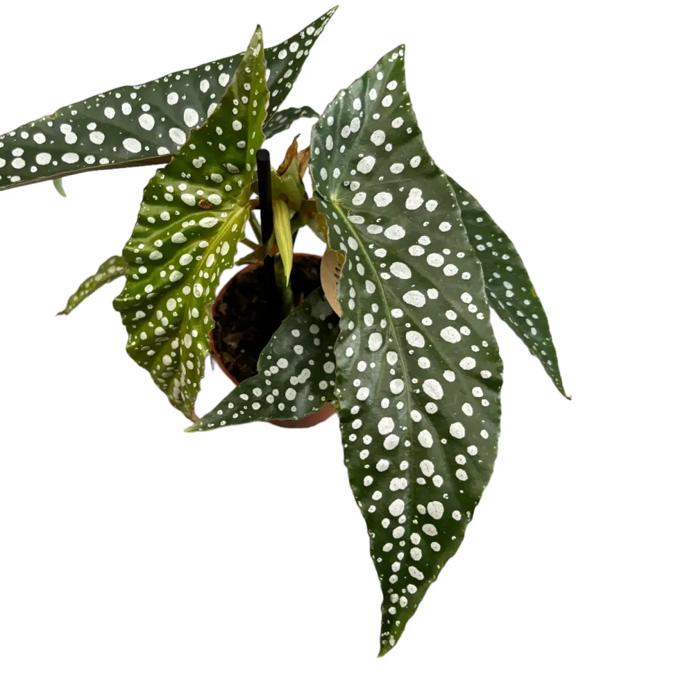 Begonia maculata 'Silver Spot' (babyplant)