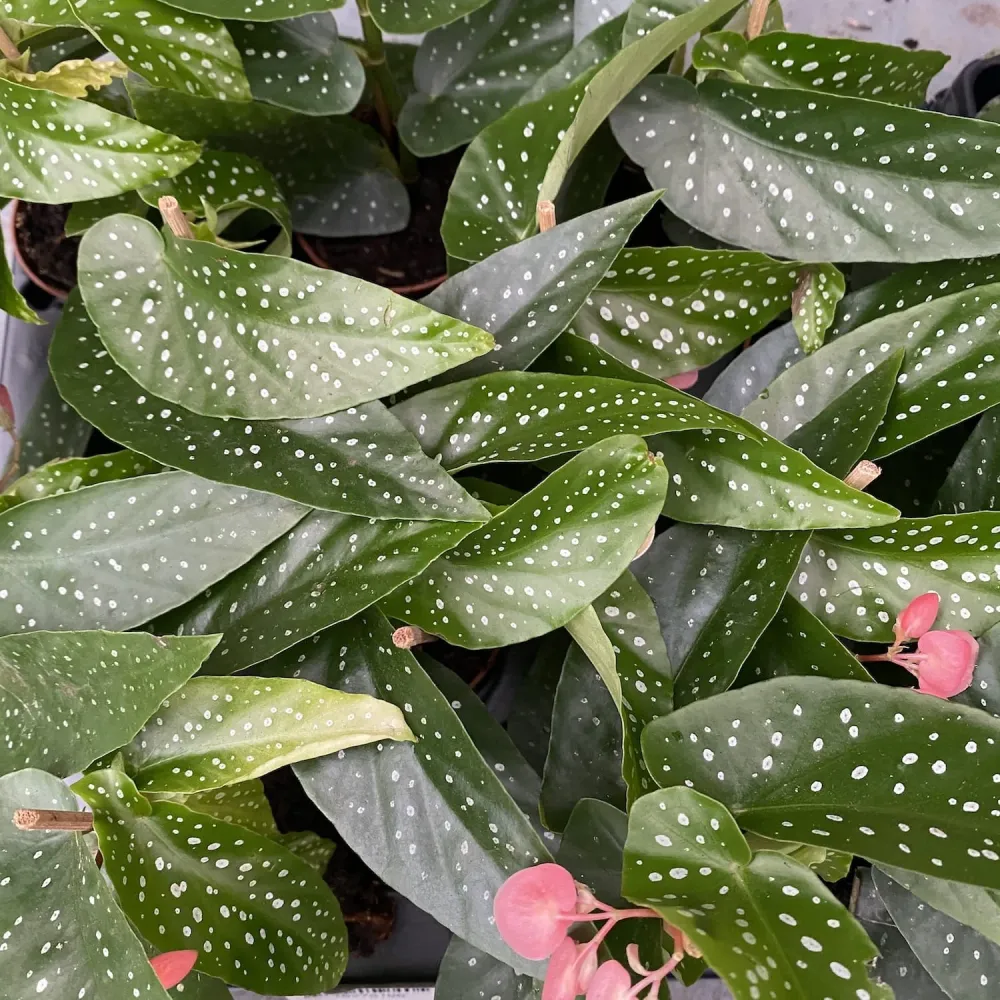 Begonia maculata var. albopicta - babyplant