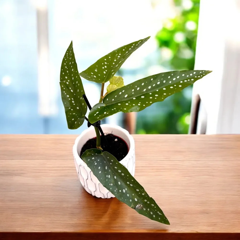 Begonia maculata var. albopicta - babyplant