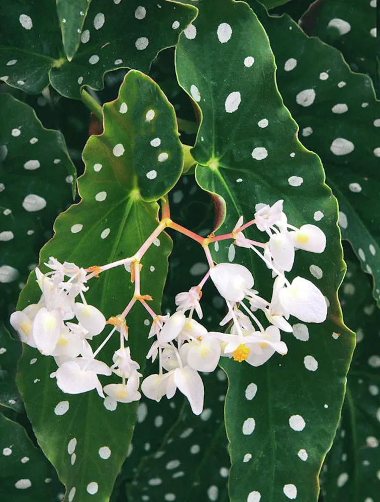 Begonia Maculata var. wightii (Polka Dot Begonia)