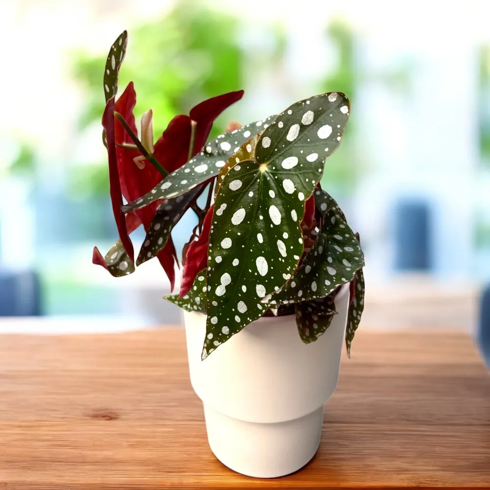 Begonia Maculata var. wightii (Polka Dot Begonia)