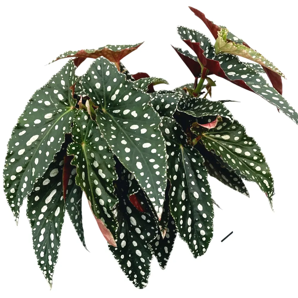 Begonia Maculata var. wightii (Polka Dot Begonia) full pots