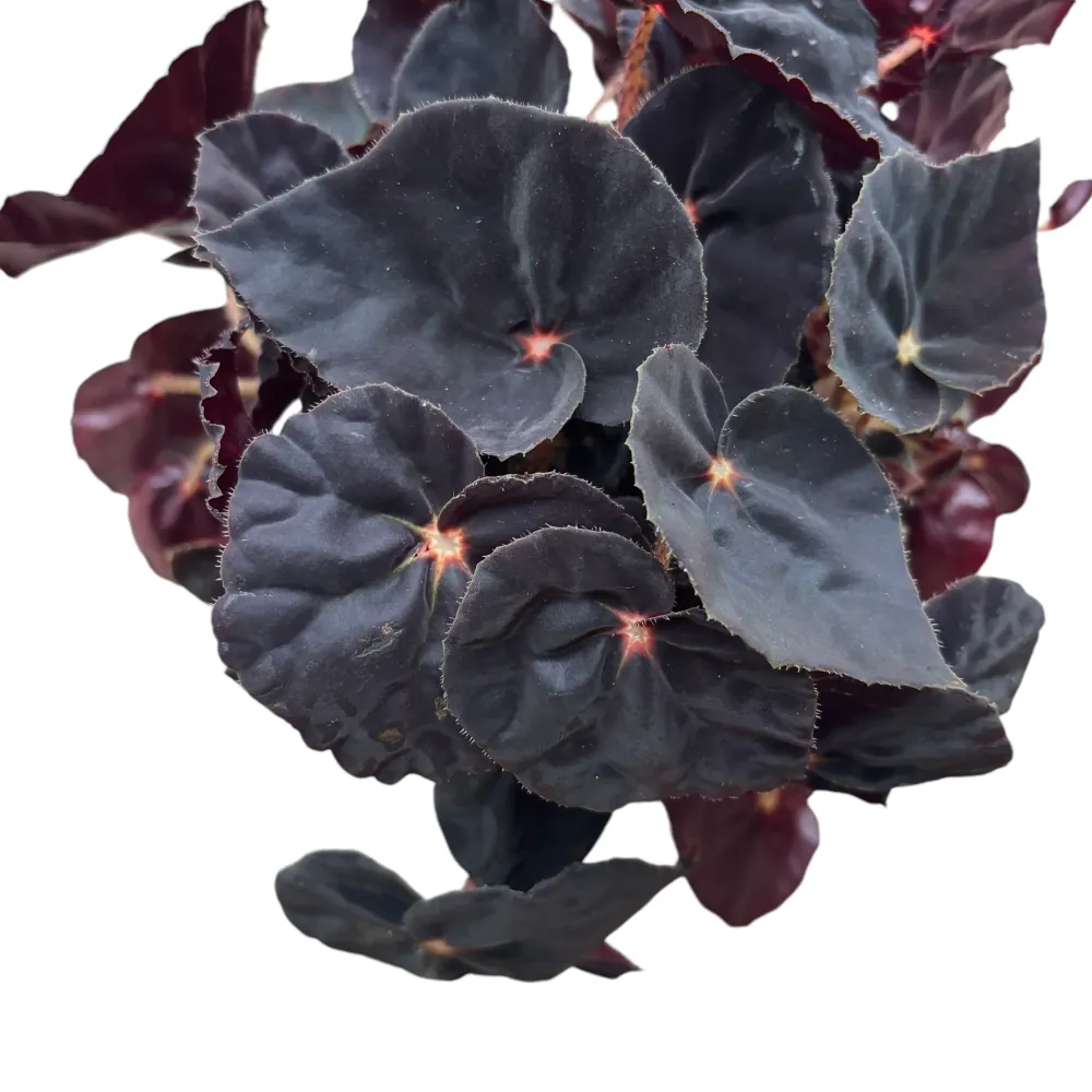 Begonia Magic Colours 'Black Mambo'
