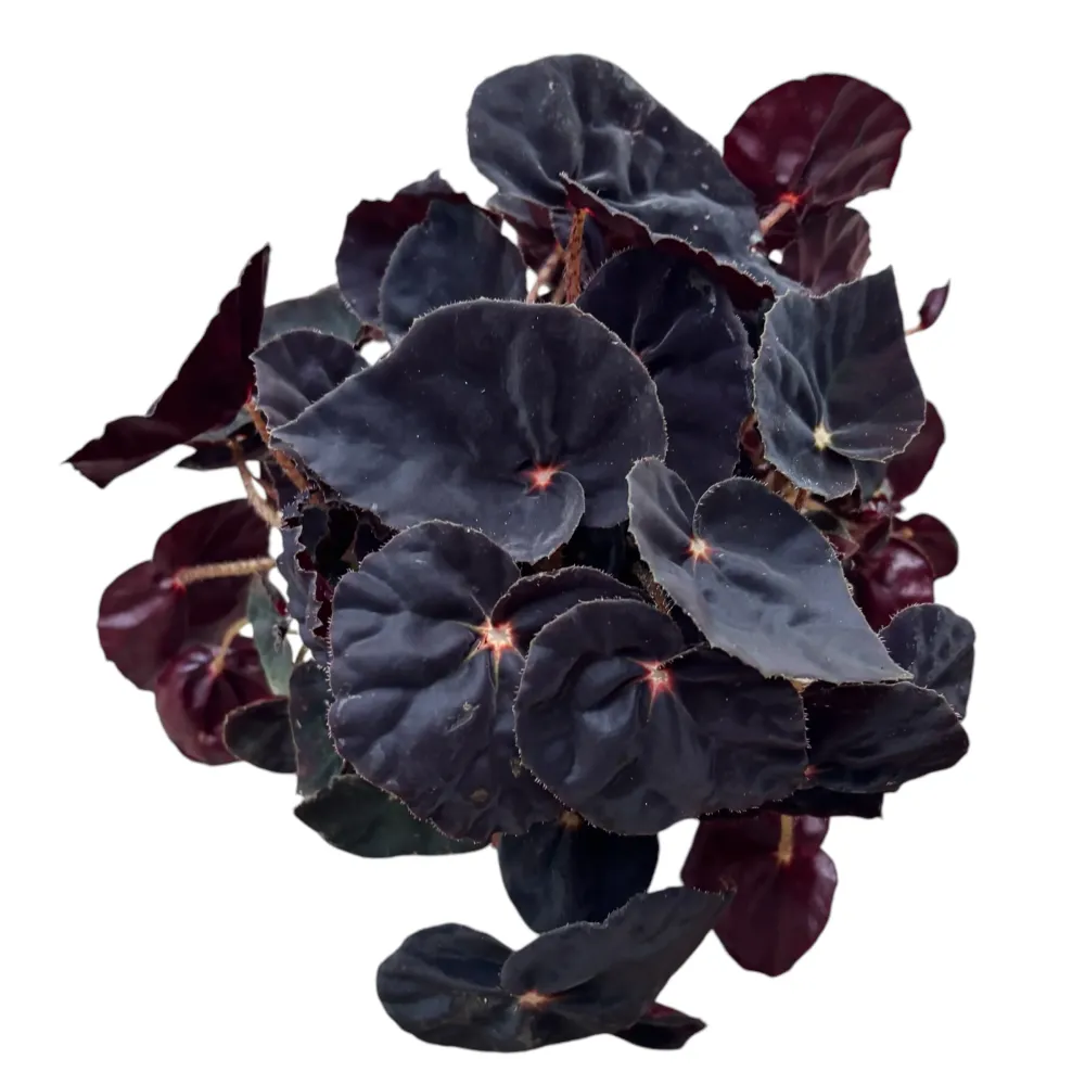 Begonia Magic Colours 'Black Mambo'