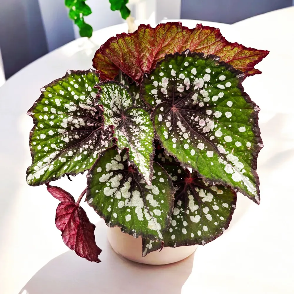 Begonia Magic Colours 'Bostella'